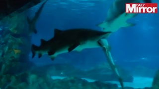 Female Shark in Seoul Aquarium Eats Male Shark Because He Kept Bumping Into Her